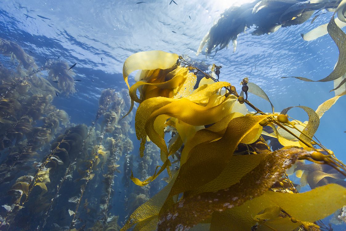 OCEAN with David Attenborough