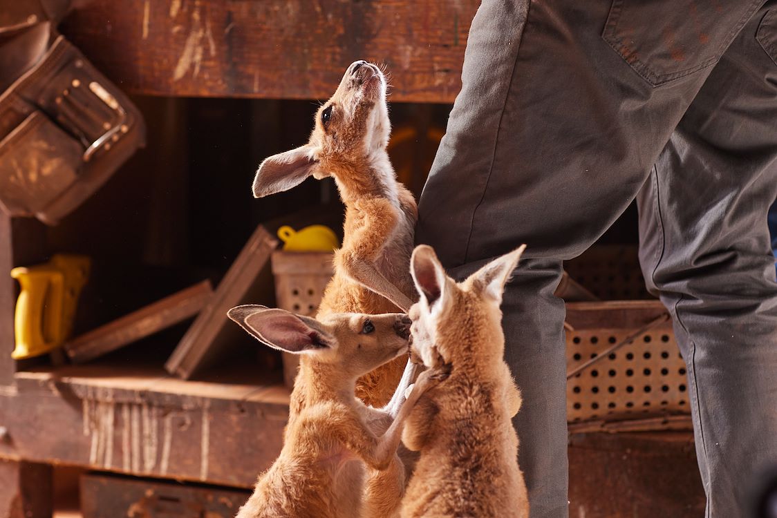 Kangaroo