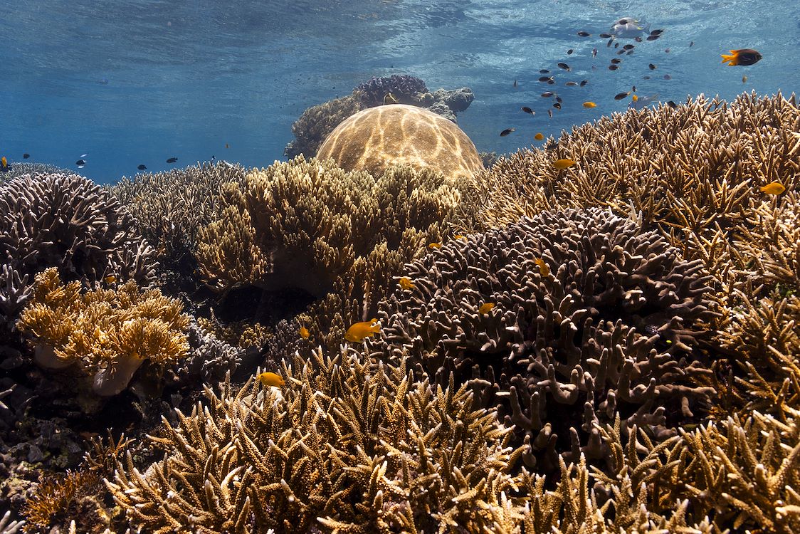OCEAN with David Attenborough