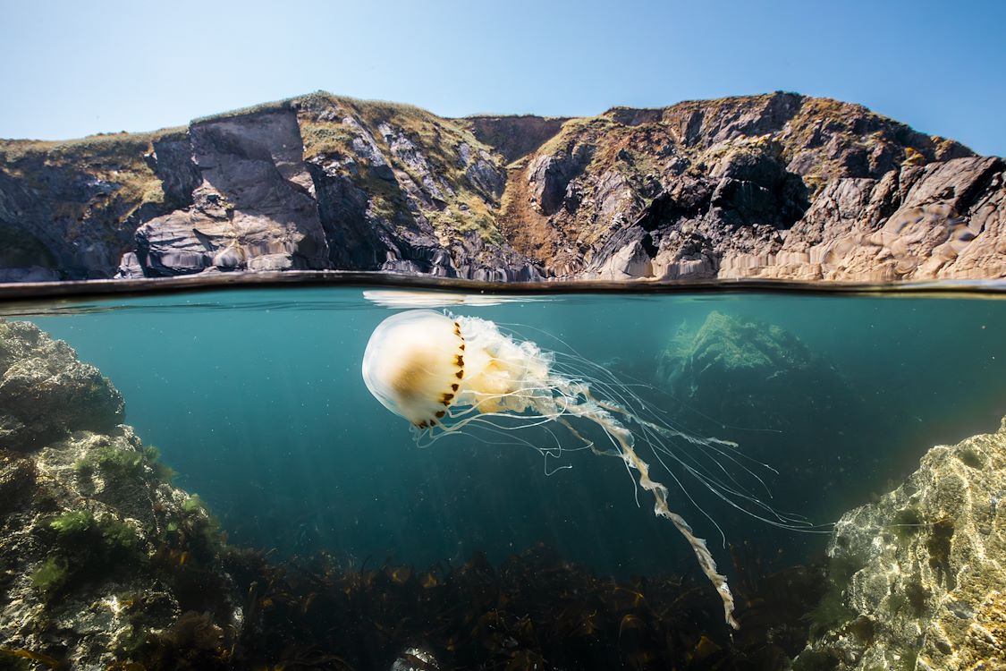 OCEAN with David Attenborough