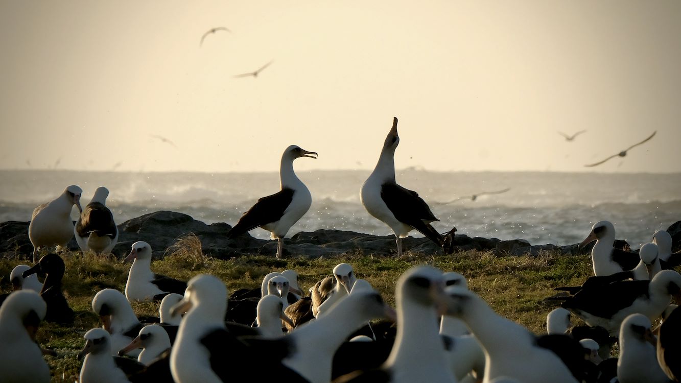OCEAN with David Attenborough