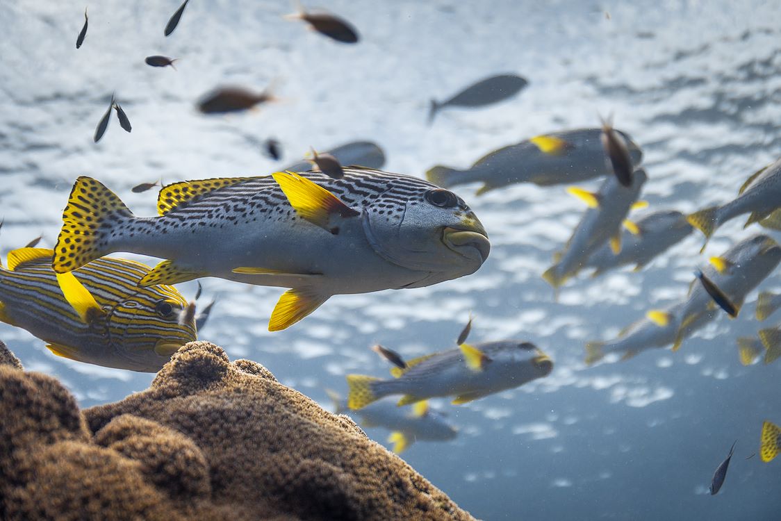 OCEAN with David Attenborough