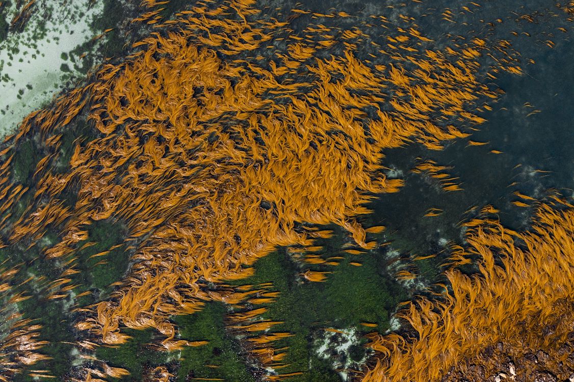 OCEAN with David Attenborough