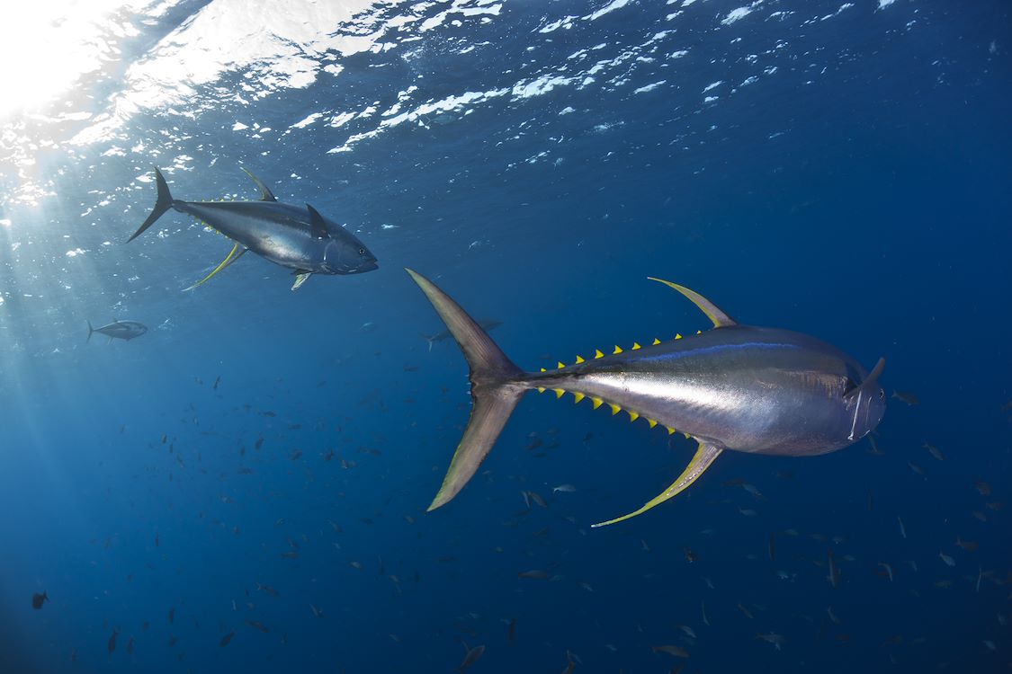 OCEAN with David Attenborough