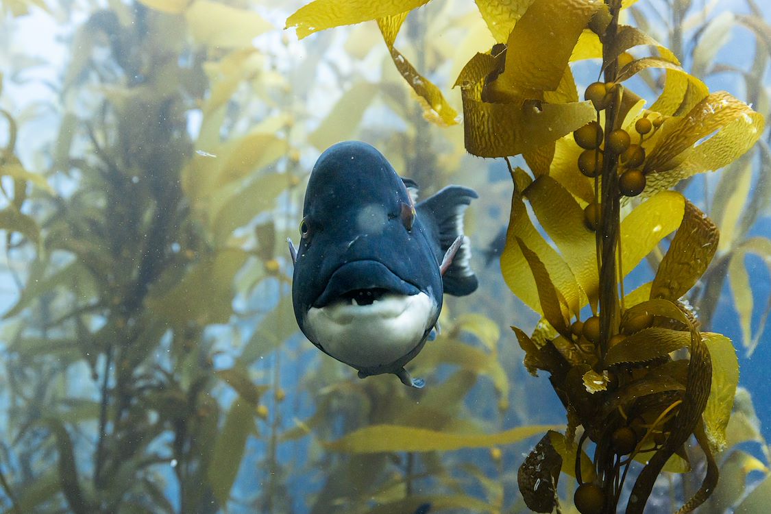OCEAN with David Attenborough