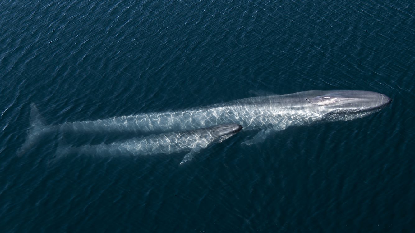 OCEAN with David Attenborough