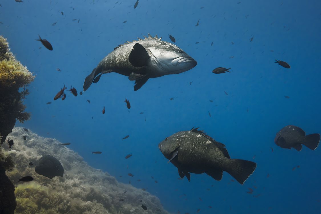 OCEAN with David Attenborough