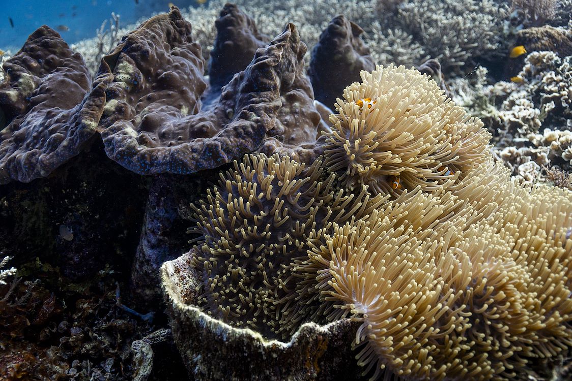 OCEAN with David Attenborough