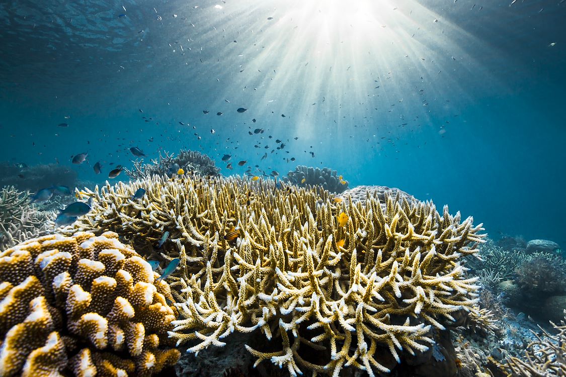 OCEAN with David Attenborough